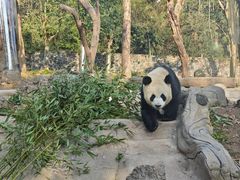 -都江堰中华大熊猫苑