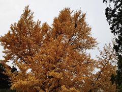 -香山公园