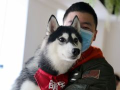 -Husky Go! 哈士奇体验馆·宠物咖啡厅狗咖