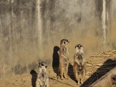 -池杉湖湿地公园
