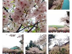 -武汉大学-樱园