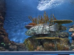 -上海海洋水族馆