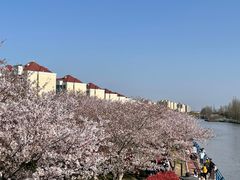 -高东镇樱花园