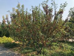 -永定河休闲森林公园