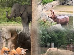 -清迈夜间动物园