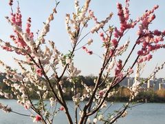-洛龙公园