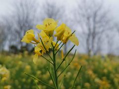 -顾村公园