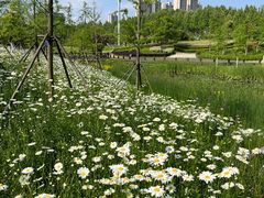 -四里河滨水生态公园