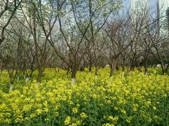 android_upload_pic-西北湖绿化广场