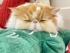 -More Fun猫咖 二十只万元加菲主题
