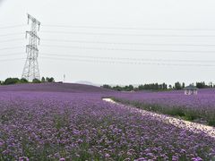 -紫颐香薰山谷景区