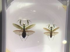 -上海昆虫博物馆