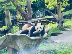-都江堰中华大熊猫苑