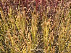 -前小桔亲子创意农场·草莓采摘·露营烧烤