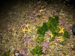 -日照灯塔风景区