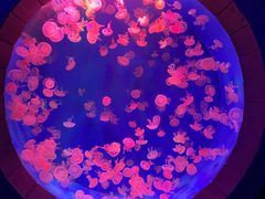 -杭州长乔极地海洋公园