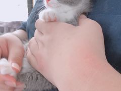 -宠爱多约克夏马尔济斯泰迪小型犬专卖