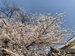 -醍醐寺