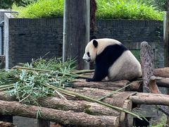 -都江堰中华大熊猫苑