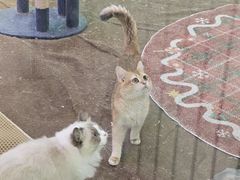 -大型宠物商超·宠海王国·宠物猫狗活体·用品·美容(新世界百货重庆店)