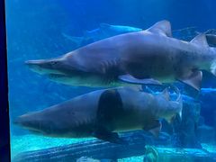 -海合安青岛极地海洋公园