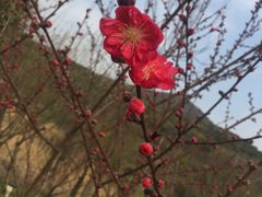 -石塘人家