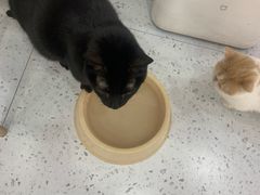 -喵园·猫主题咖啡厅·撸猫·猫咖(国贸店)