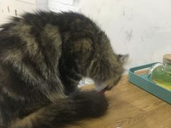 -李小姐の猫咖啡馆(五角场店)