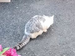 -家烧面馆【南山路知名经典面食】