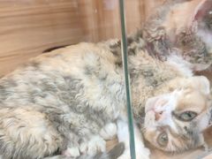 -猫十亿·布偶金渐层·曼基康矮脚猫舍(青年路店)