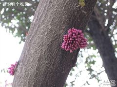 -西安青龙寺遗址景区