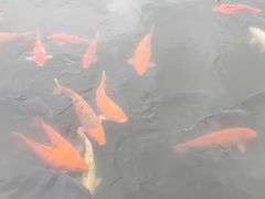 -西湖游船