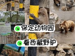 -保定市动物园