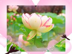 -陈家山荷花公园