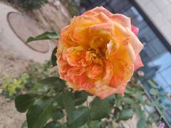 -蒙都43°9羊火锅·赤峰美食(桥北店)