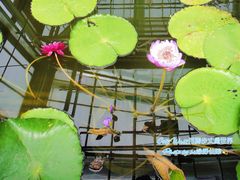 -北京植物园-展览温室