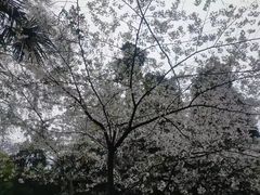 -武汉大学-樱园