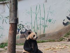 -中国大熊猫保护研究中心雅安碧峰峡基地