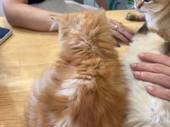-楼上猫咖(罗湖店)
