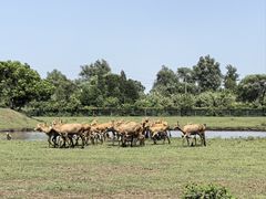 -溱湖国家湿地公园