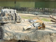 -上海野生动物园