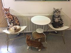 -豆老板的猫咖啡(碑林博物馆店)