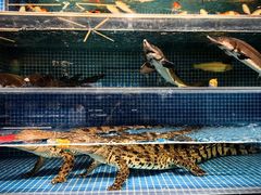 -神洲四海大酒楼(王府井澳门中心店)