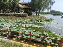 -白洋淀风景区