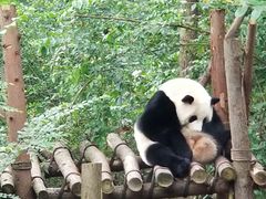 大熊猫-成都大熊猫繁育研究基地-熊猫厨房