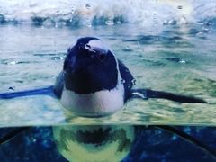 -暹罗海洋世界