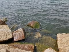 -丁香湖公园