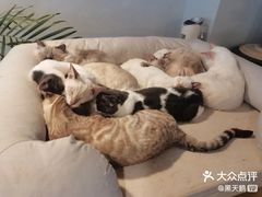 -Cappucimeow猫咪咖啡馆(韦伯时代店)