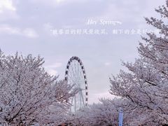 -顾村公园