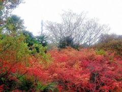 -嘉北郊野公园